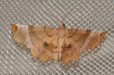 Ennomos lunaire (L') , Croissant (Le) Selenia lunularia (Hübner, 1788)