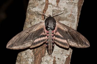 Sphinx du Troène (Le) Sphinx ligustri Linnaeus, 1758