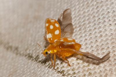  Halyzia sedecimguttata (Linnaeus, 1758)