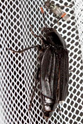Silphe des rivages Necrodes littoralis (Linnaeus, 1758)