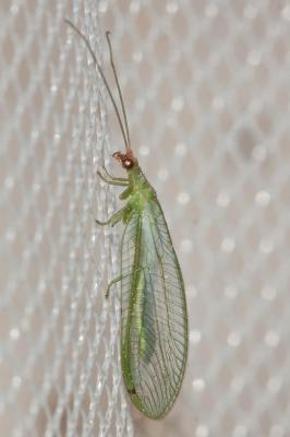  Peyerimhoffina gracilis (Schneider, 1851)