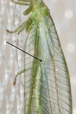  Peyerimhoffina gracilis (Schneider, 1851)