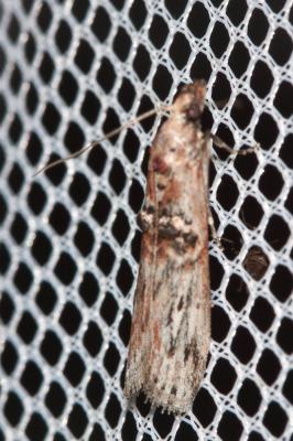  Nephopterix angustella (Hübner, 1796)