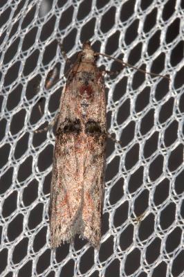  Nephopterix angustella (Hübner, 1796)