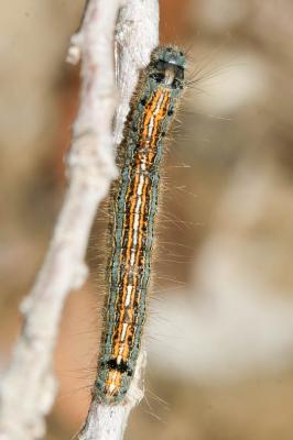 Livrée des arbres (La), Bombyx à livrée (Le) Malacosoma neustria (Linnaeus, 1758)