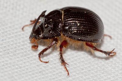  Odonteus armiger (Scopoli, 1772)