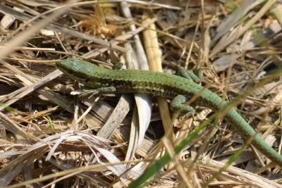 Lézard des murailles Podarcis muralis (Laurenti, 1768)