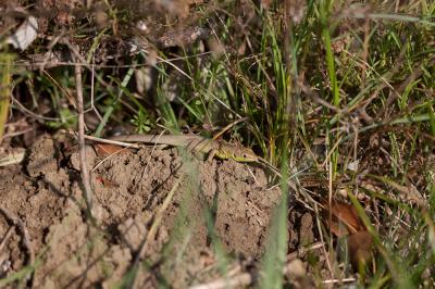 Lézard vert Lacerta bilineata Daudin, 1802