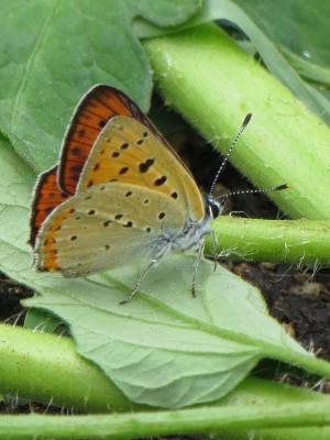 Cuivré mauvin (Le), Cuivré flamboyant (Le), Argus  Lycaena alciphron (Rottemburg, 1775)