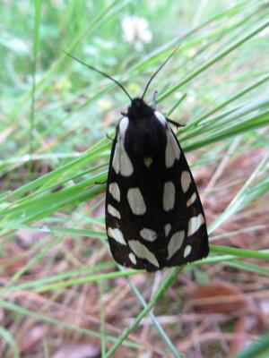 Ecaille fermière (L'), Ecaille villageoise (L') Arctia villica (Linnaeus, 1758)