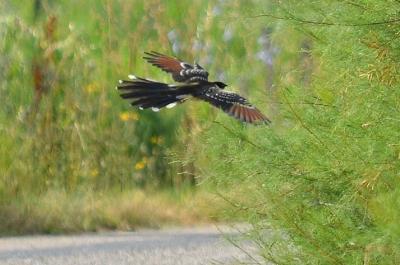 Coucou geai Clamator glandarius (Linnaeus, 1758)