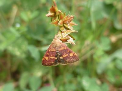  Pyrausta aurata (Scopoli, 1763)