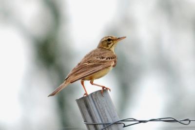 Pipit rousseline Anthus campestris (Linnaeus, 1758)