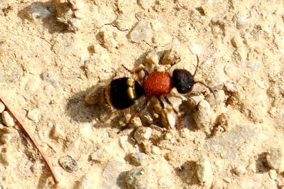 Hyménoptères Hymenoptera Linnaeus, 1758