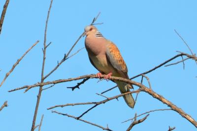 Tourterelle des bois Streptopelia turtur (Linnaeus, 1758)