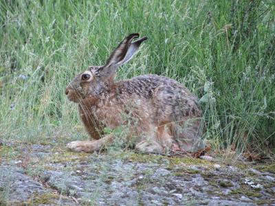 Lièvre d'Europe Lepus europaeus Pallas, 1778