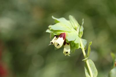 Grand mélinet Cerinthe major L., 1753