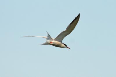 Sterne pierregarin Sterna hirundo Linnaeus, 1758