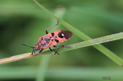  Spilostethus pandurus (Scopoli, 1763)