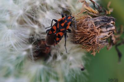 Punaise à damier Spilostethus saxatilis (Scopoli, 1763)