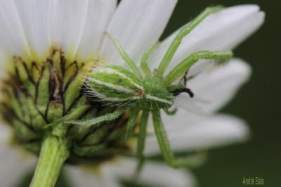 Thomise épineux Heriaeus 