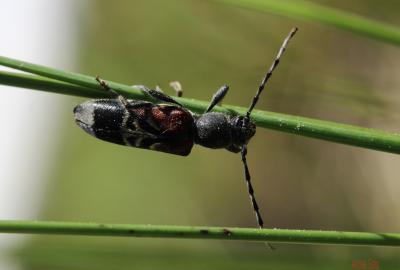 Lepture arlequine Anaglyptus mysticus (Linnaeus, 1758)