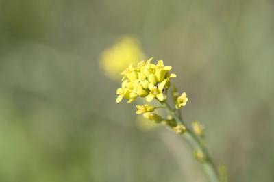 Myagre perfolié Myagrum perfoliatum L., 1753