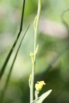 Myagre perfolié Myagrum perfoliatum L., 1753