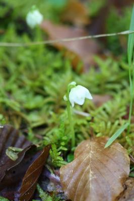 Pyrole uniflore, Pyrole à une fleur Moneses uniflora (L.) A.Gray, 1848