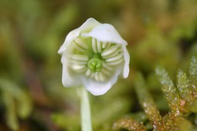 Pyrole uniflore, Pyrole à une fleur Moneses uniflora (L.) A.Gray, 1848