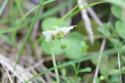 Pyrole uniflore, Pyrole à une fleur Moneses uniflora (L.) A.Gray, 1848