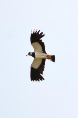 Vanneau huppé Vanellus vanellus (Linnaeus, 1758)