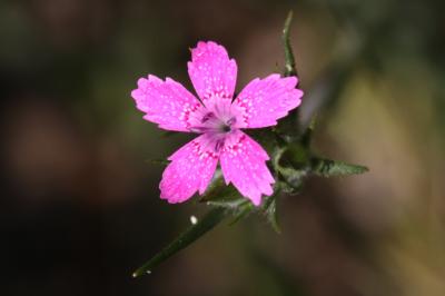 Oeillet velu, Armoirie, Oeillet à bouquet Dianthus armeria L., 1753