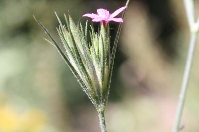 Oeillet velu, Armoirie, Oeillet à bouquet Dianthus armeria L., 1753