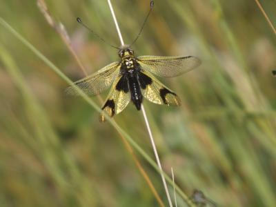 Ascalaphe ambré Libelloides longicornis (Linnaeus, 1764)
