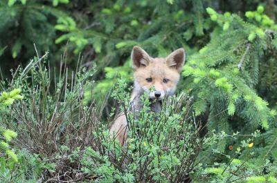 Renard roux Vulpes vulpes (Linnaeus, 1758)
