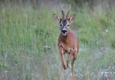 Chevreuil Capreolus capreolus (Linnaeus, 1758)