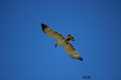 Circaète Jean-le-Blanc Circaetus gallicus (Gmelin, 1788)