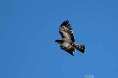 Circaète Jean-le-Blanc Circaetus gallicus (Gmelin, 1788)