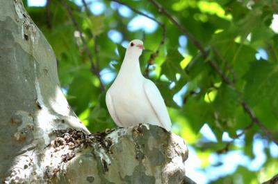 Pigeon biset Columba livia Gmelin, 1789