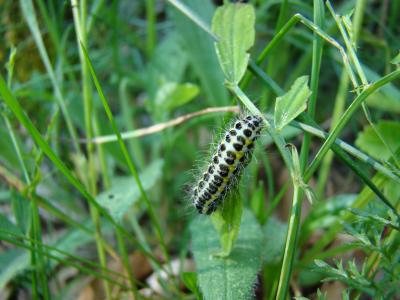 Zygène des bois (La), Zygène du Trèfle-de-montagne Zygaena lonicerae (Scheven, 1777)