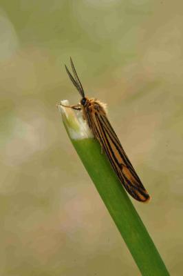 Ecaille striée (L') Spiris striata (Linnaeus, 1758)