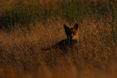 Renard roux Vulpes vulpes (Linnaeus, 1758)