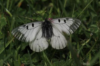 Semi-Apollon (Le) Parnassius mnemosyne (Linnaeus, 1758)