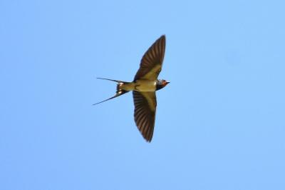 Hirondelle rustique, Hirondelle de cheminée Hirundo rustica Linnaeus, 1758