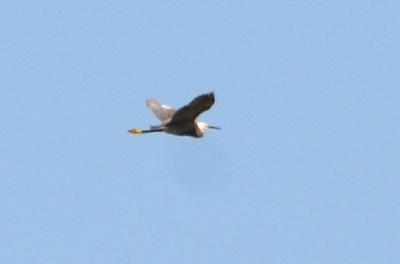 Aigrette garzette Egretta garzetta (Linnaeus, 1766)