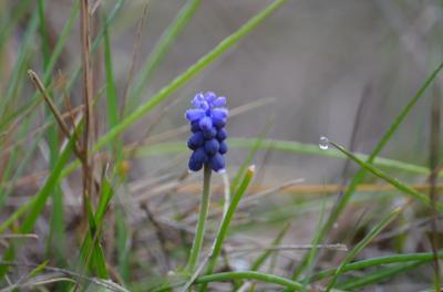 Muscari à grappes, Muscari négligé Muscari neglectum Guss. ex Ten., 1842