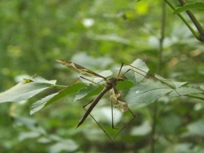 Cousin, Faucheux Tipula maxima Poda, 1761
