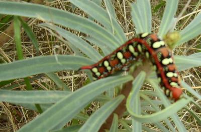 Sphinx de l'Euphorbe (Le) Hyles euphorbiae (Linnaeus, 1758)