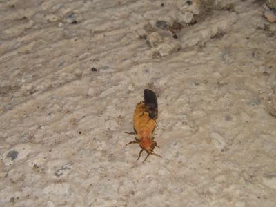 Lampyre méridional Nyctophila reichii (Jacquelin du Val, 1859)